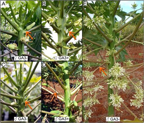 Indolebutyric <b>acid</b> (IBA) Stimulates root growth. . Gibberellic acid how to use